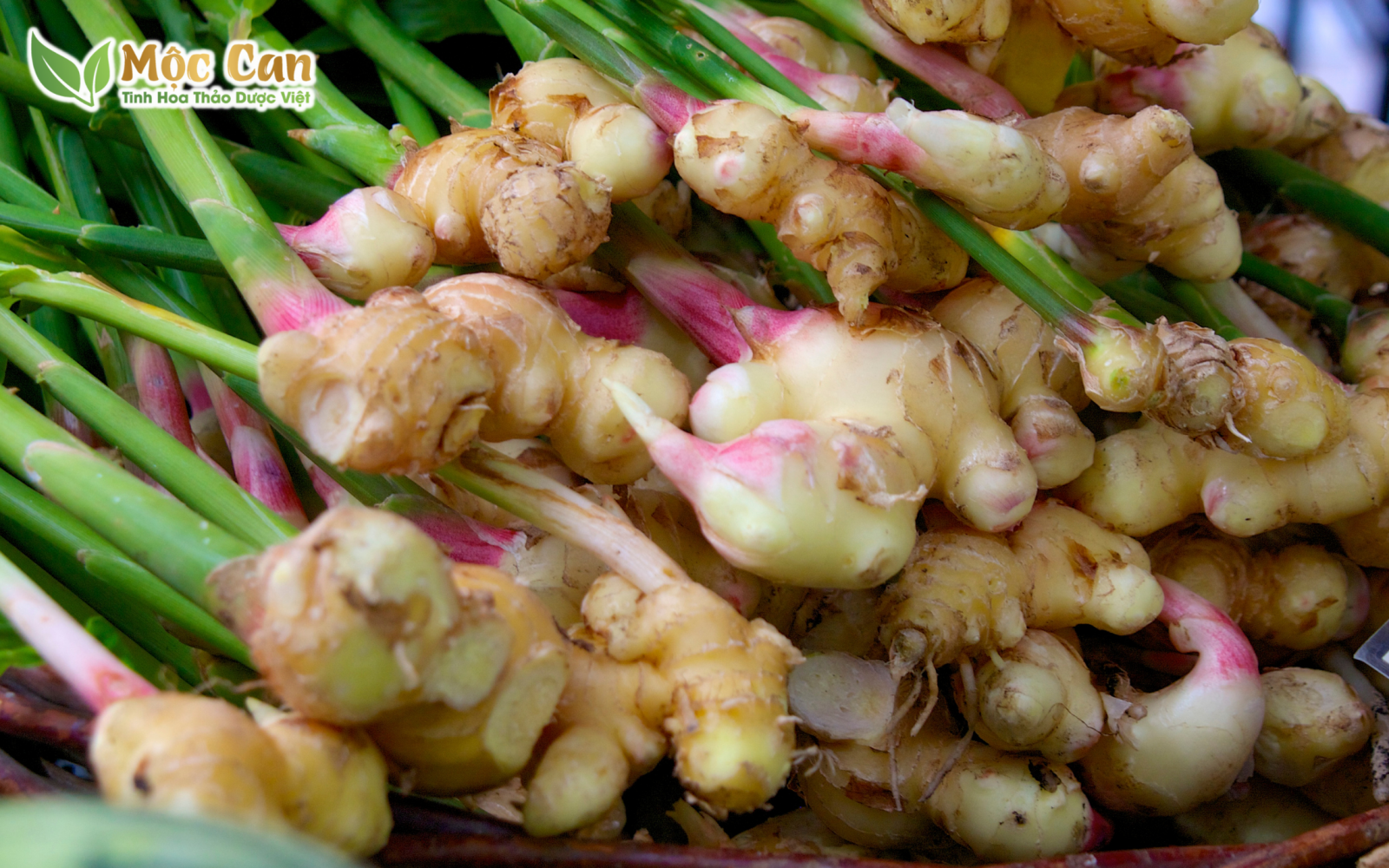 TÁC DỤNG LÀM ĐẸP CỦA CỦ GỪNG 2